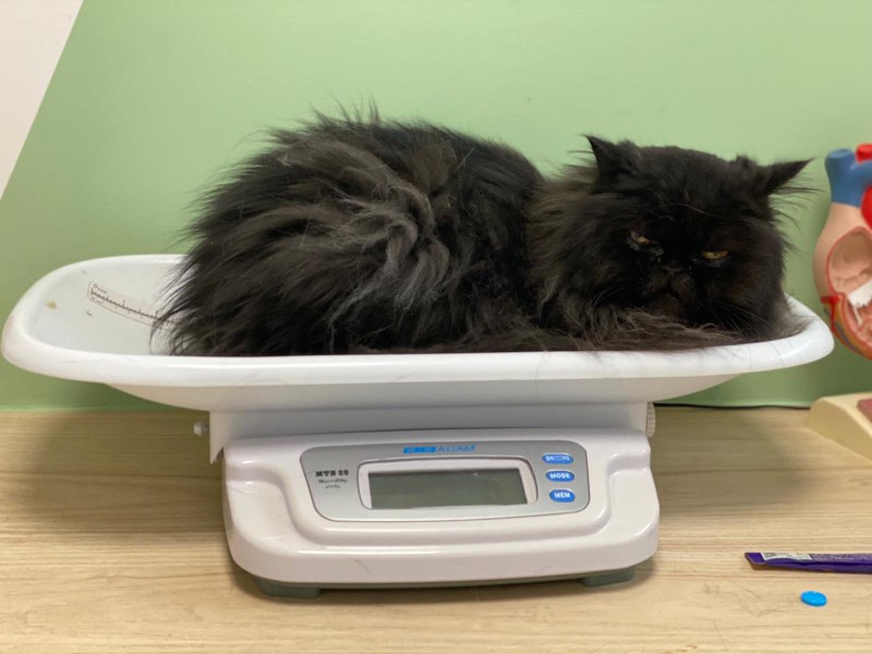 Nero sitting on the scales looking unpleased