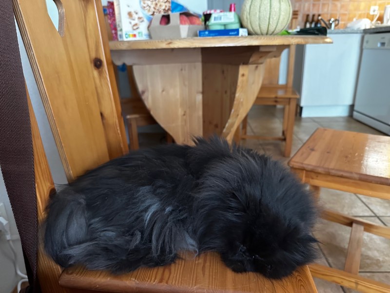 fluffy cat curled up on a chair looking chilled AF