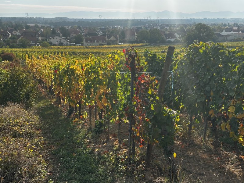 Vines in autumn in Eguisheim