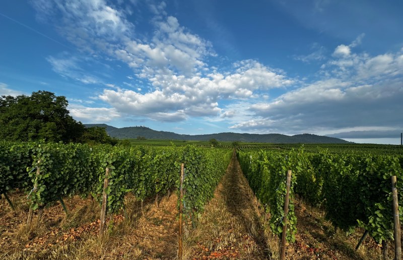 vineyards