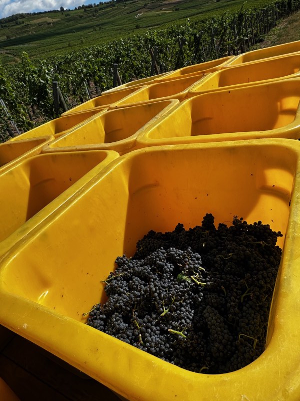 Buckets with grapes