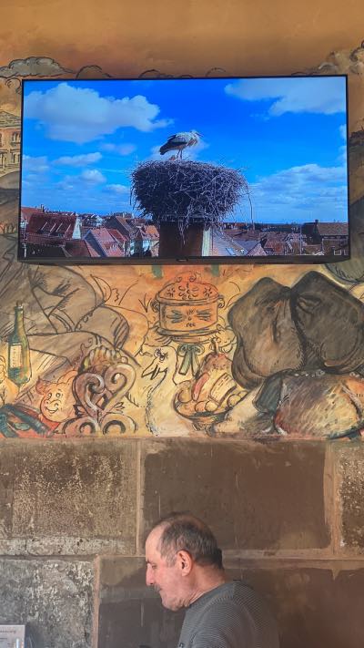 storks nesting shown on a TV screen above a diner in a brasserie