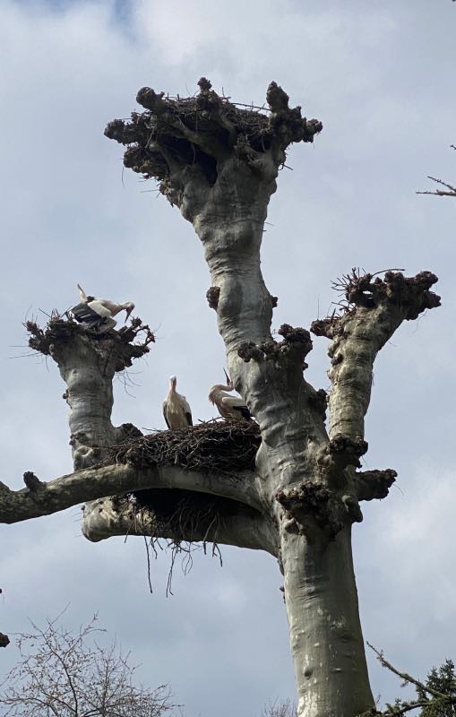storks in pollarded trees in Parc L'Orangerie